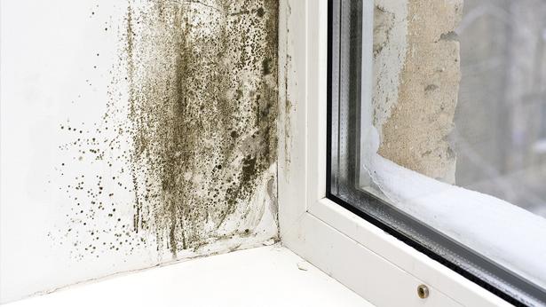 Schimmel1615x346px